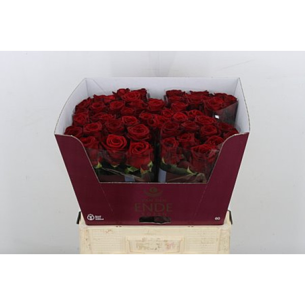 Rose Gr Red Naomi! Van Der Ende 34 60cm A1