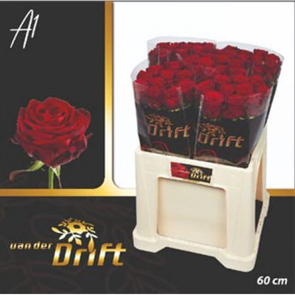 Rose Gr Red Naomi! Drift 60cm A1