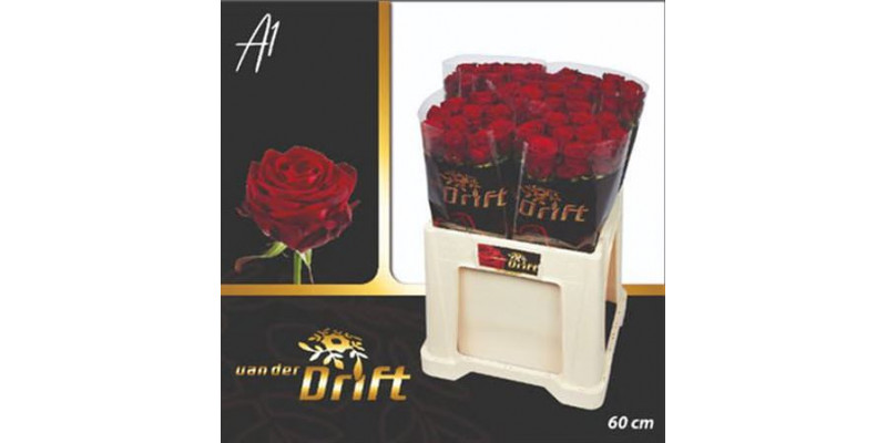 Rose Gr Red Naomi! Drift 60cm A1