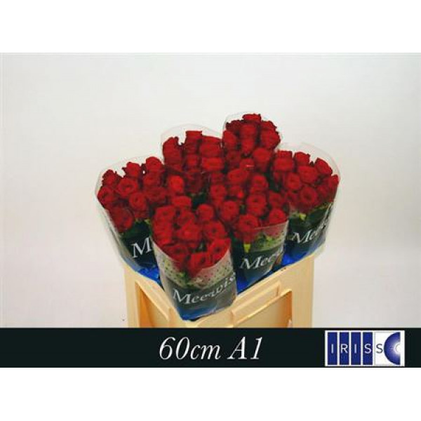 Rose Gr Red Naomi! Meewisse 60cm A1