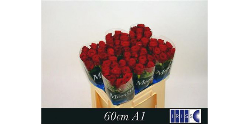 Rose Gr Red Naomi! Meewisse 60cm A1