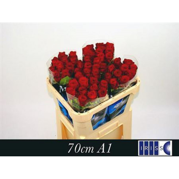 Rose Gr Red Naomi! Meewisse 70cm A1