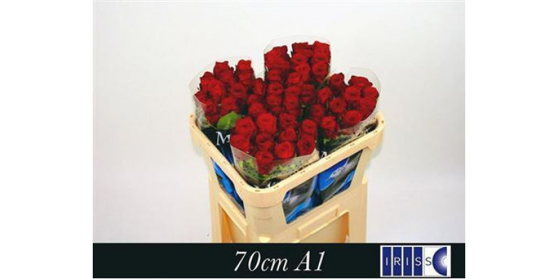 Rose Gr Red Naomi! Meewisse 70cm A1