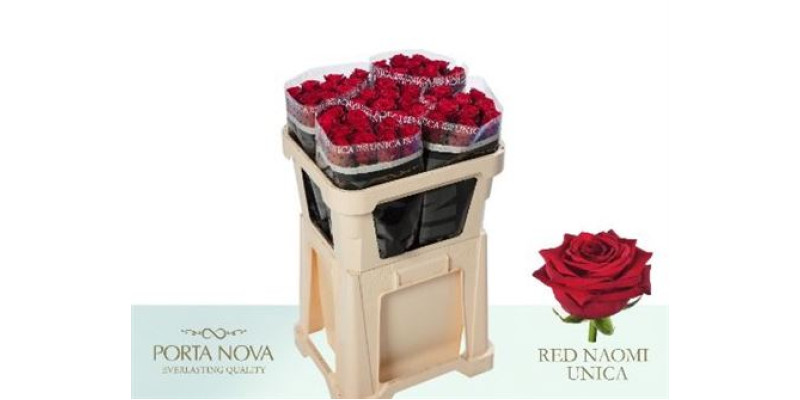 Rose Gr Red Naomi! Porta Nova Unica 70 cm A1