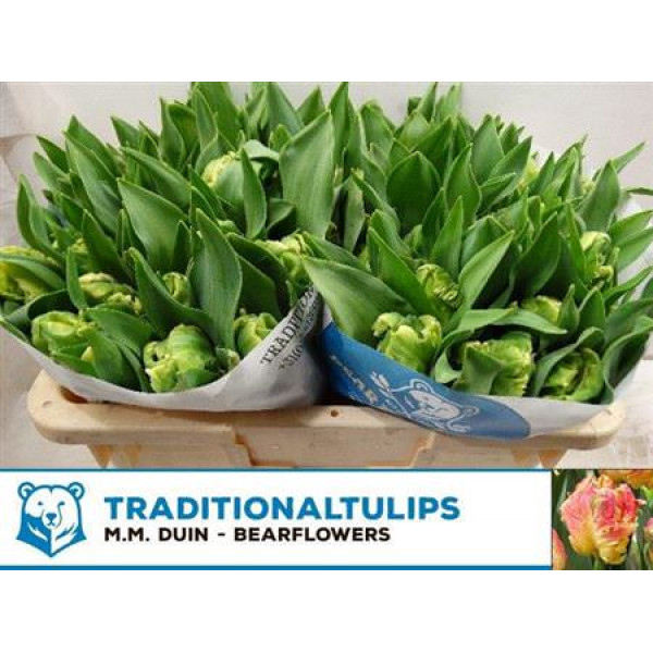 Tulips Pa Parrot Lady 35cm A1 Col-White