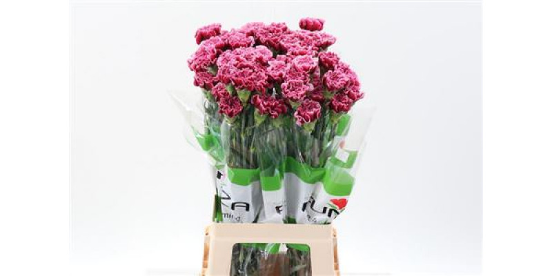 Dianthus St Rhapsody 70cm A1