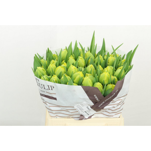 Tulips Freesias Exotic Sun 40cm A1