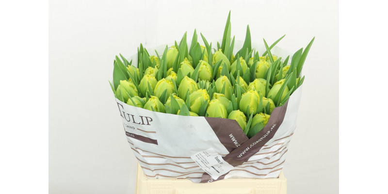 Tulips Freesias Exotic Sun 40cm A1