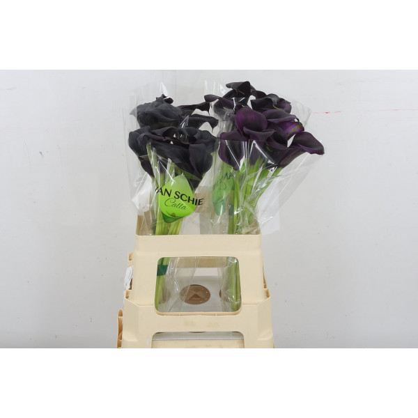 Zanthedeschias (Calla Lilly) Odessa 60cm A1 Col-Black