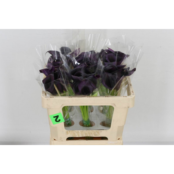 Zanthedeschias (Calla Lilly) Odessa 50cm A1 Col-Black