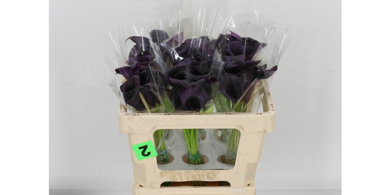 Zanthedeschias (Calla Lilly) Odessa 50cm A1 Col-Black