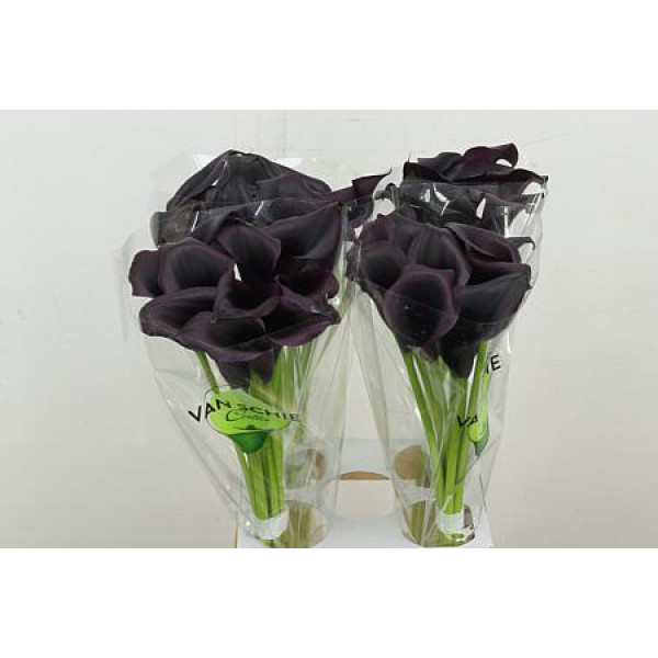 Zanthedeschias Calla Lilly Odessa 70 cm A1