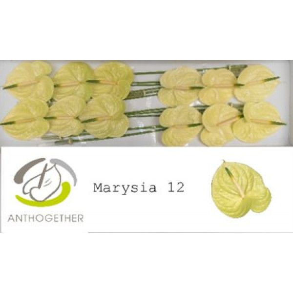 Anthurium A Marysia 12 A1