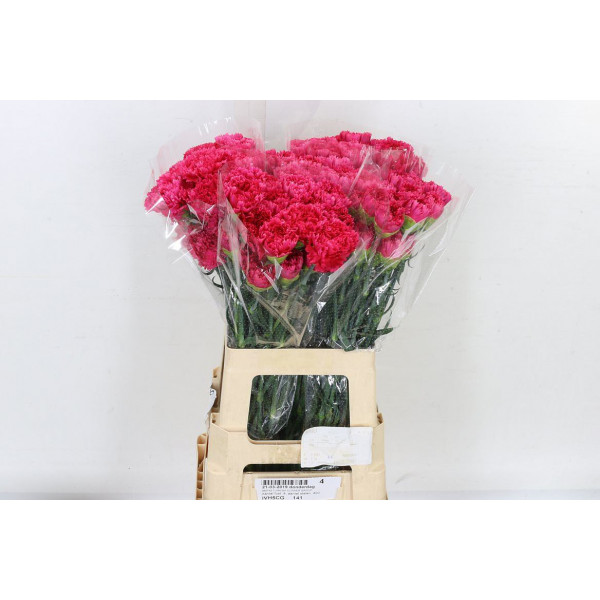 Dianthus St Cerise Bizet 65cm  Col-Cerise