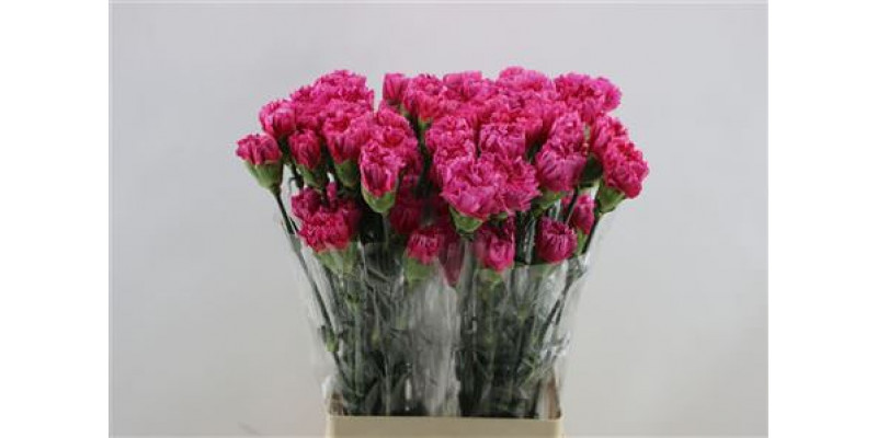 Dianthus St Bizet 65cm A1