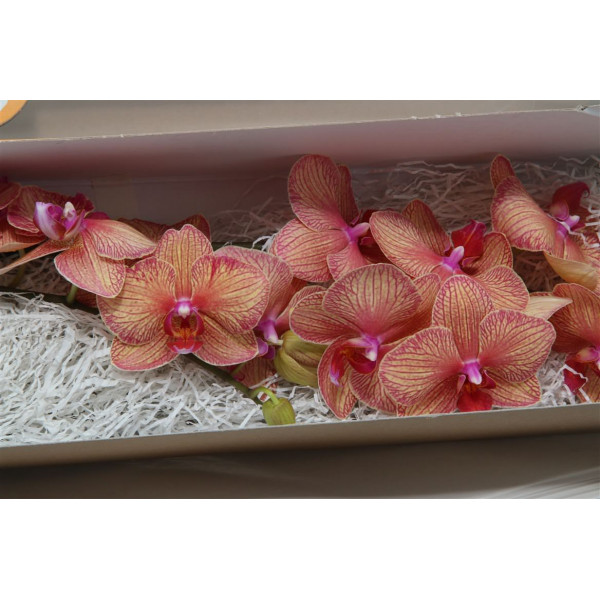 Orchid Phal Golden Treasure 25cm  Col-Dark Salmon