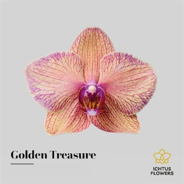Phal Golden Treasure Bloem 25 Bloemen  A1