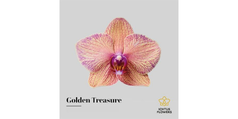 Orchid Phal Golden Treasure Bloem 25 Bloemen  A1