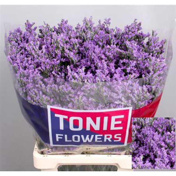 Limonium Ohio Blue 70 A1Blue