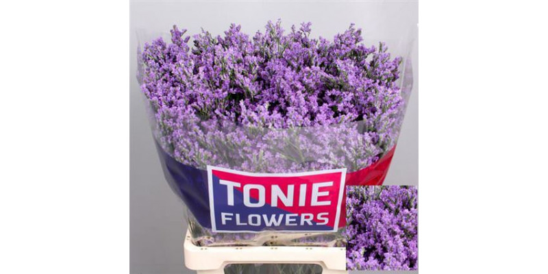 Limonium Ohio Blue 70 A1Blue