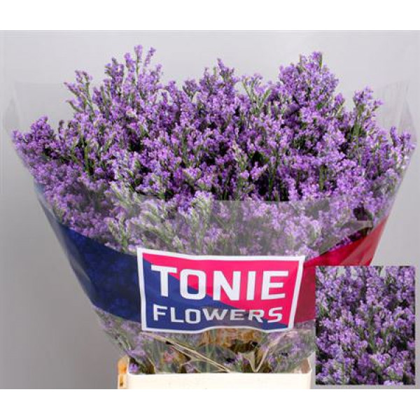 Limonium Ohio Blue 70cm A1