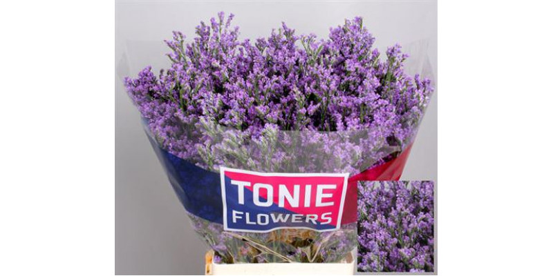 Limonium Ohio Blue 70cm A1