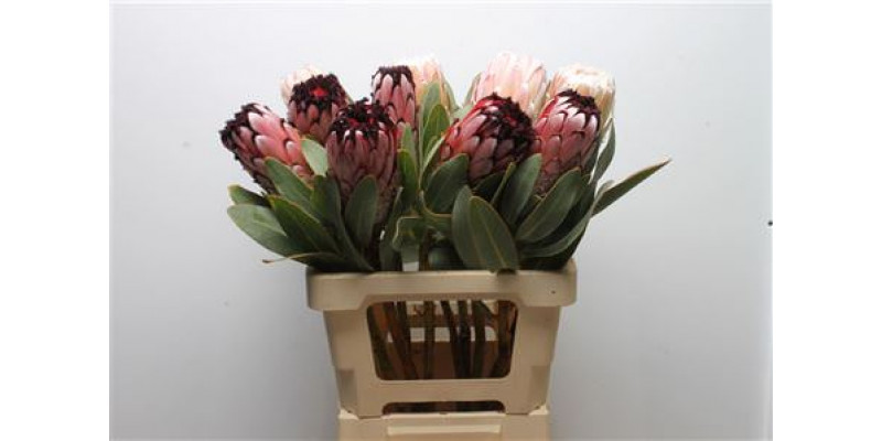 Protea Didi 60cm A1