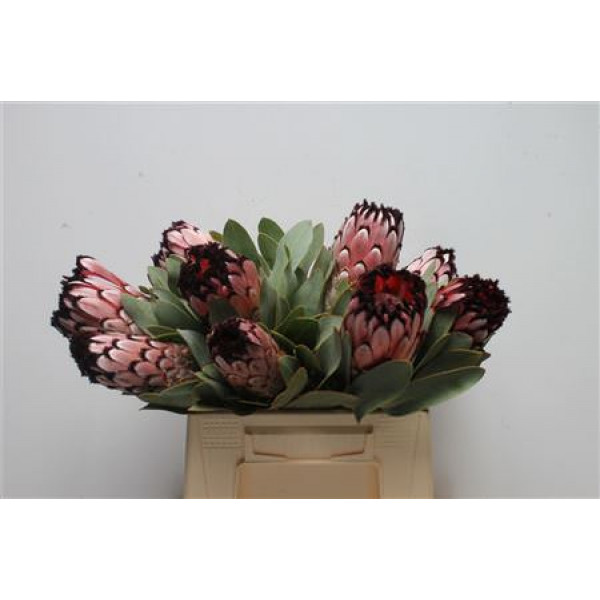 Protea Didi 40cm A1