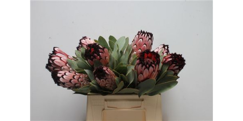 Protea Didi 40cm A1