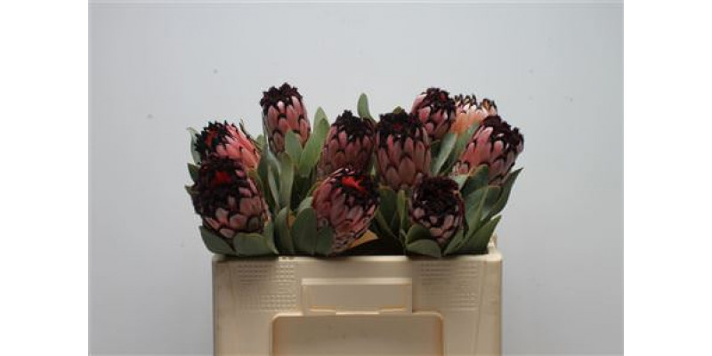 Protea Didi 50cm A1