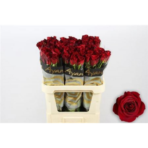 Rose Gr Freedom 80cm A1