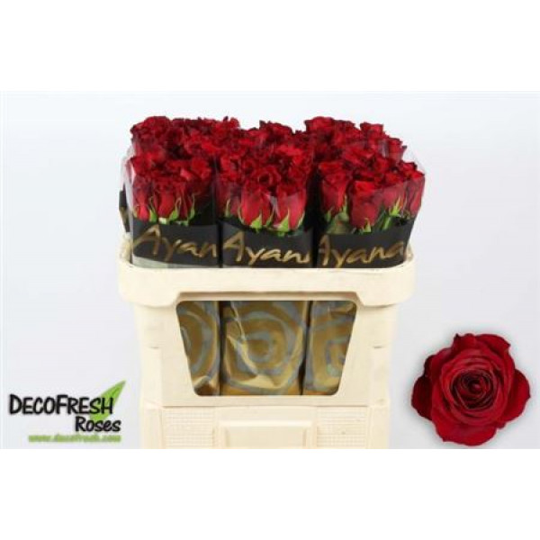 Rose Gr Freedom 70cm A1