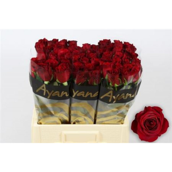 Rose Gr Freedom 60cm A1