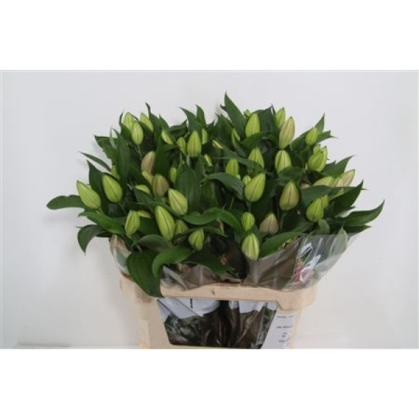 Lillys Or Pico 4+ 80 cm A1