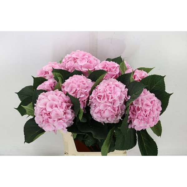 Hydrangea M Verena 80cm A1 Col-Pink