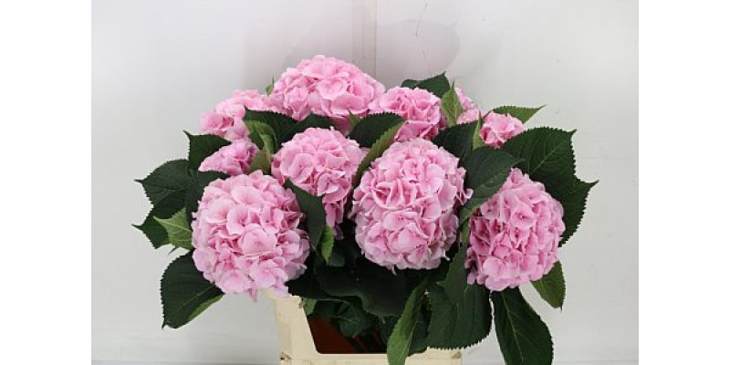 Hydrangea M Verena 80cm A1 Col-Pink