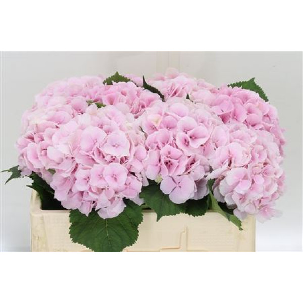 Hydrangea M Verena 60cm  Col-Pink