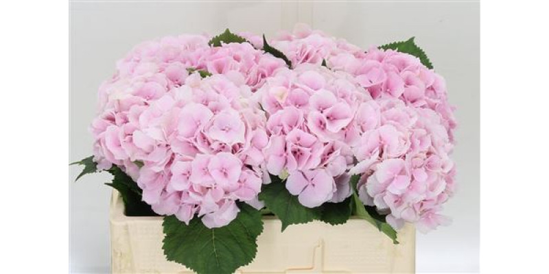 Hydrangea M Verena 60cm  Col-Pink