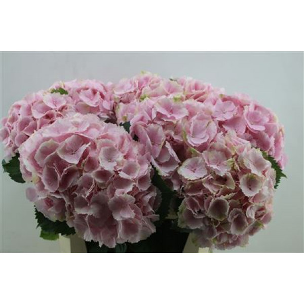 Hydrangea M Verena Pink  50cm A1