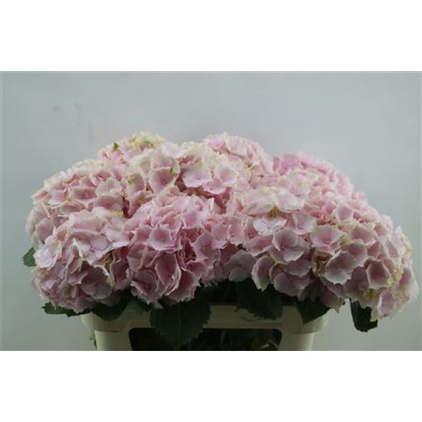 Hydrangea M Verena Pink 80cm 80cm A1