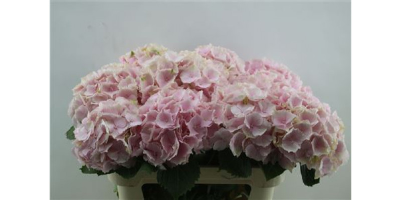 Hydrangea M Verena Pink 80cm 80cm A1