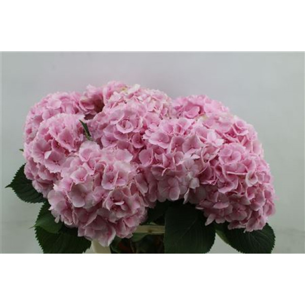 Hydrangea M Verena Pink 65cm 65cm A1