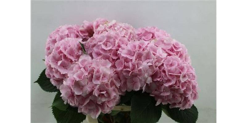 Hydrangea M Verena Pink 65cm 65cm A1