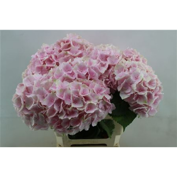 Hydrangea M Verena Pink 60cm 60cm A1