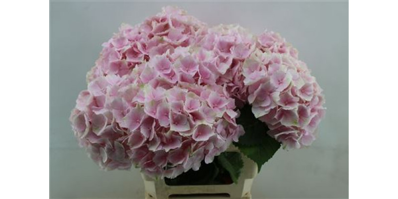 Hydrangea M Verena Pink 60cm 60cm A1