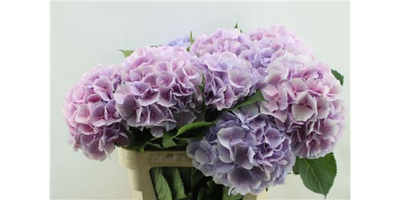 Hydrangea M Verena Pastel 80-24 80cm A1