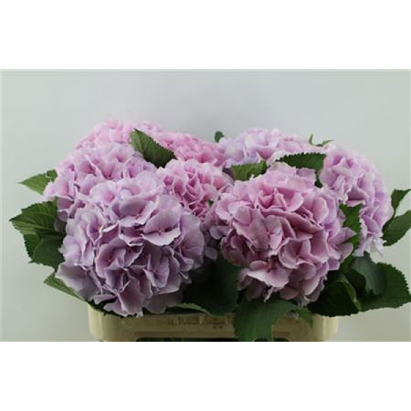 Hydrangea M Verena Lilac 80-22 80cm A1