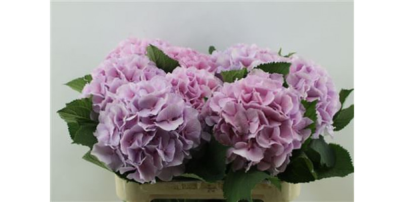 Hydrangea M Verena Lilac 80-22 80cm A1