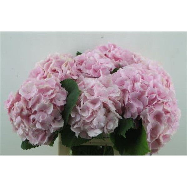 Hydrangea M Verena Pink 60 -19 60 cm A1