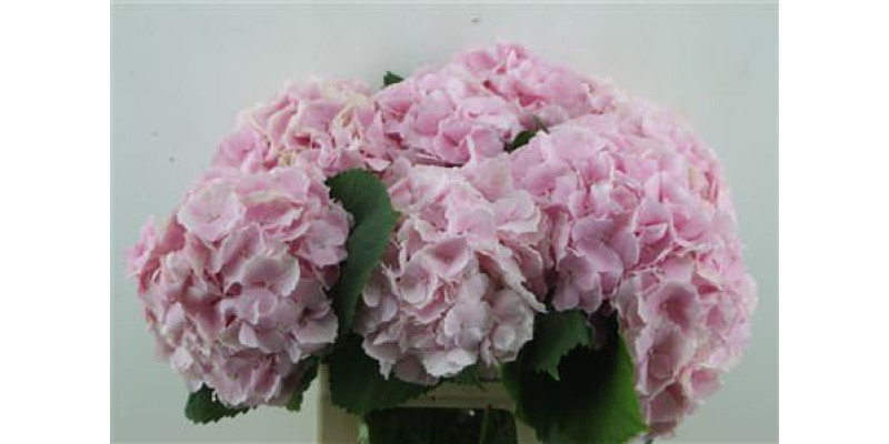 Hydrangea M Verena Pink 60 -19 60 cm A1
